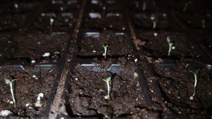 РАССАДА ПЕТУНИИ ВЫТЯНУЛАСЬ? ? Не беда! Спасаем слабые всходы петунии БЫСТРО И ПРОСТО! ??