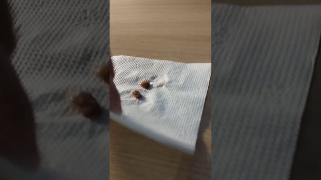 Как вырастить апельсин🌱 смотреть онлайн