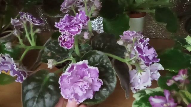 Фиалки летом! Что делать в + 30? Фиалки у Алисы. смотреть онлайн