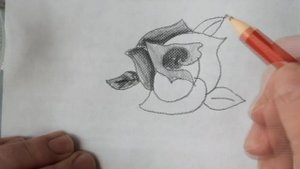 роза карандашом