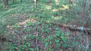 Грибы в Ленинградской обл., 16.07.2023 Волховский район