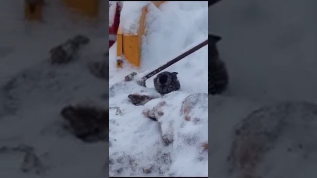 Что за птица? смотреть онлайн