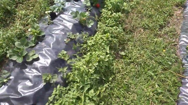 Монтерей на 14.07.19 и как я отпугиваю птиц. смотреть онлайн