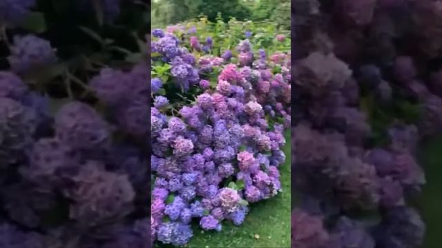 Hydrangea.London. #hydrangea #hortensia #hydrangeaflower #гортензия #садгортензий #garden#paniculat