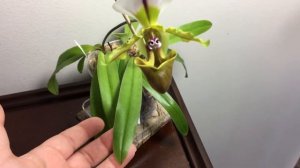 Care collab on Paphiopedilum spicerianum