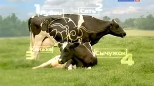 Бибигон заставка коровы