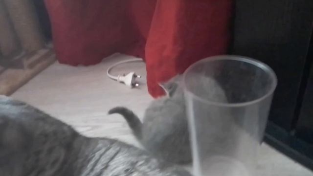 Серый котёнок смотреть онлайн