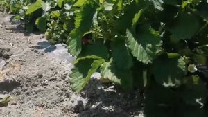 Достойный сорт клубники Сенсация (2021)