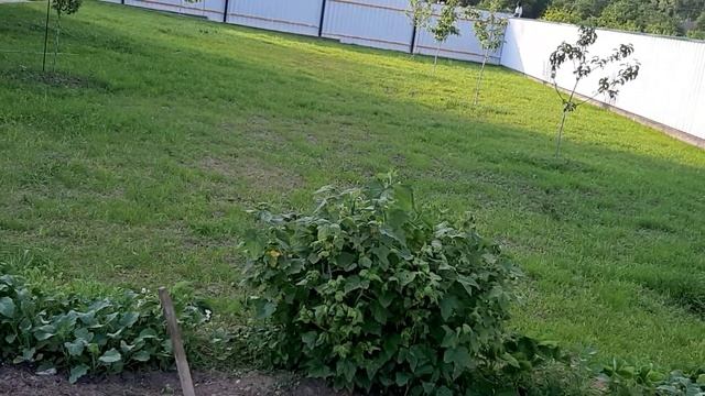 ?ЦВЕТЁТ ЗЕМЛЯНИКА ЧАМОРА ТУРУСИ И РАДУЕТ?