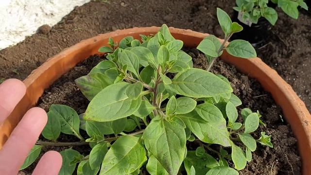 Вечный спор:прищипывать или нет центральный побег у петуний? смотреть онлайн