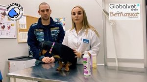 Как защитить лапы собак от реагентов, соли , подготовка собак к прогулке зимой, уход за лапами зимо