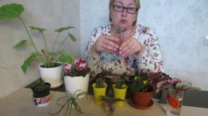 Мои комнатные растения. Размножение листом.