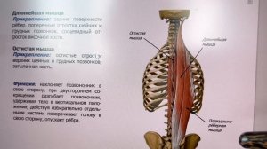 Анатомия мышц СПИНЫ для МАССАЖИСТОВ