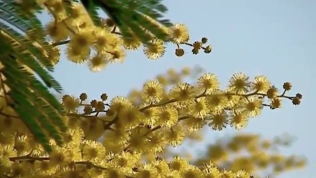 С первым днем Весны! смотреть онлайн