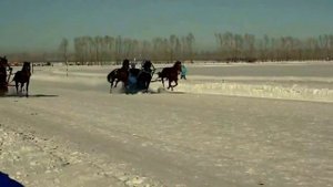 Гонка на тройках лошадей