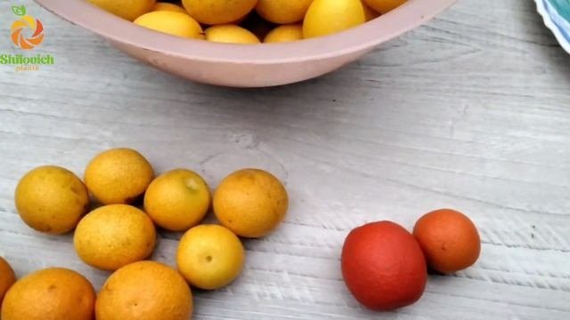 Цитрон с салатовой вариегатностью и кумкваты. Беларусь.