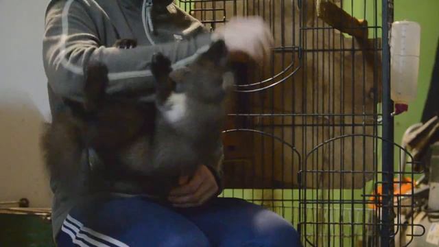 ручная лесная куница смотреть онлайн