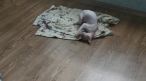 Вязка сфинксов. Донской сфинкс Стич быстро и удачно повязал белую кошечку! Sphynx mating