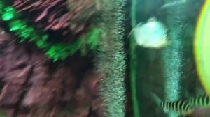 ШЕСТОЙ ДЕНЬ В ЛАЗАРЕВСКОМ | ПИНГВИНАРИЙ | ПАРК | ЛАЗАРЕВСКОЕ 2021