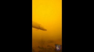 Подводная красота. #Shorts