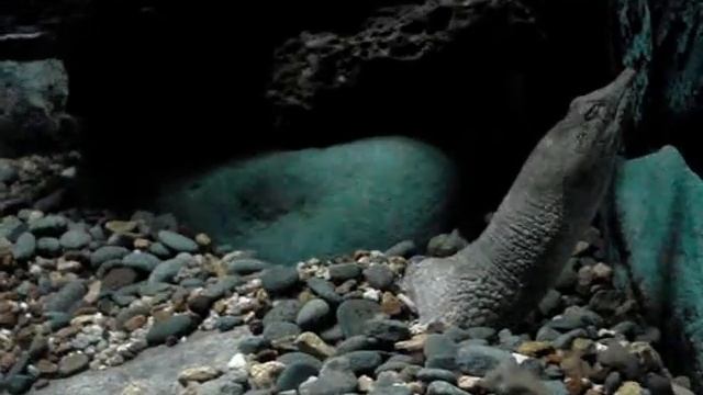 Кто такой трионикс? смотреть онлайн