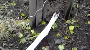 Укрытие винограда землей. Хороший но иногда не подходящий способ.