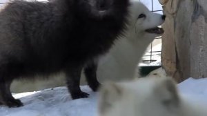 Полтора натуралиста: Песцы