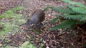 Киви: Доисторическая птица с самыми большими яйцами | Интересные факты про птицу киви