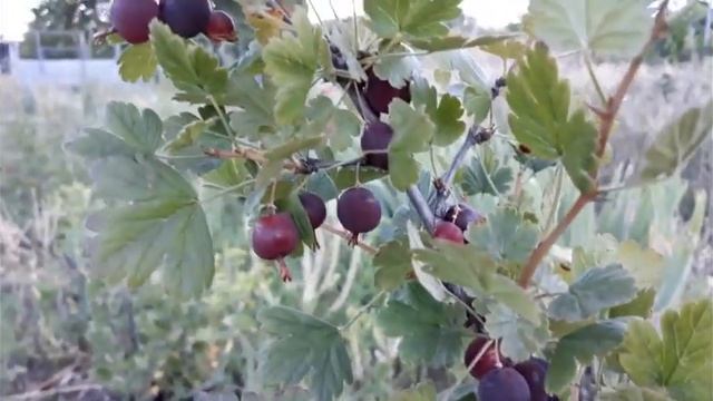Бесшипный крыжовник.Ягоды как сливы? смотреть онлайн