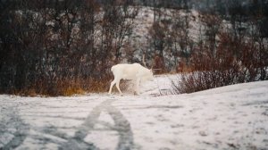 лось альбинос