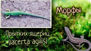 Морфы прытких ящериц (lacerta agilis)