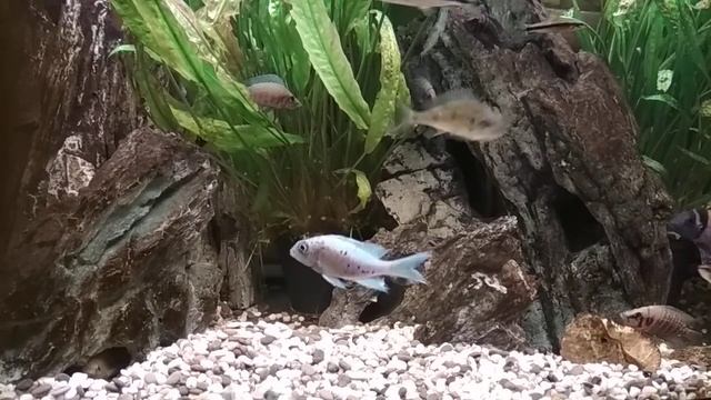 Цихлиды оз.Танганьика VID 20191115 170335 смотреть онлайн