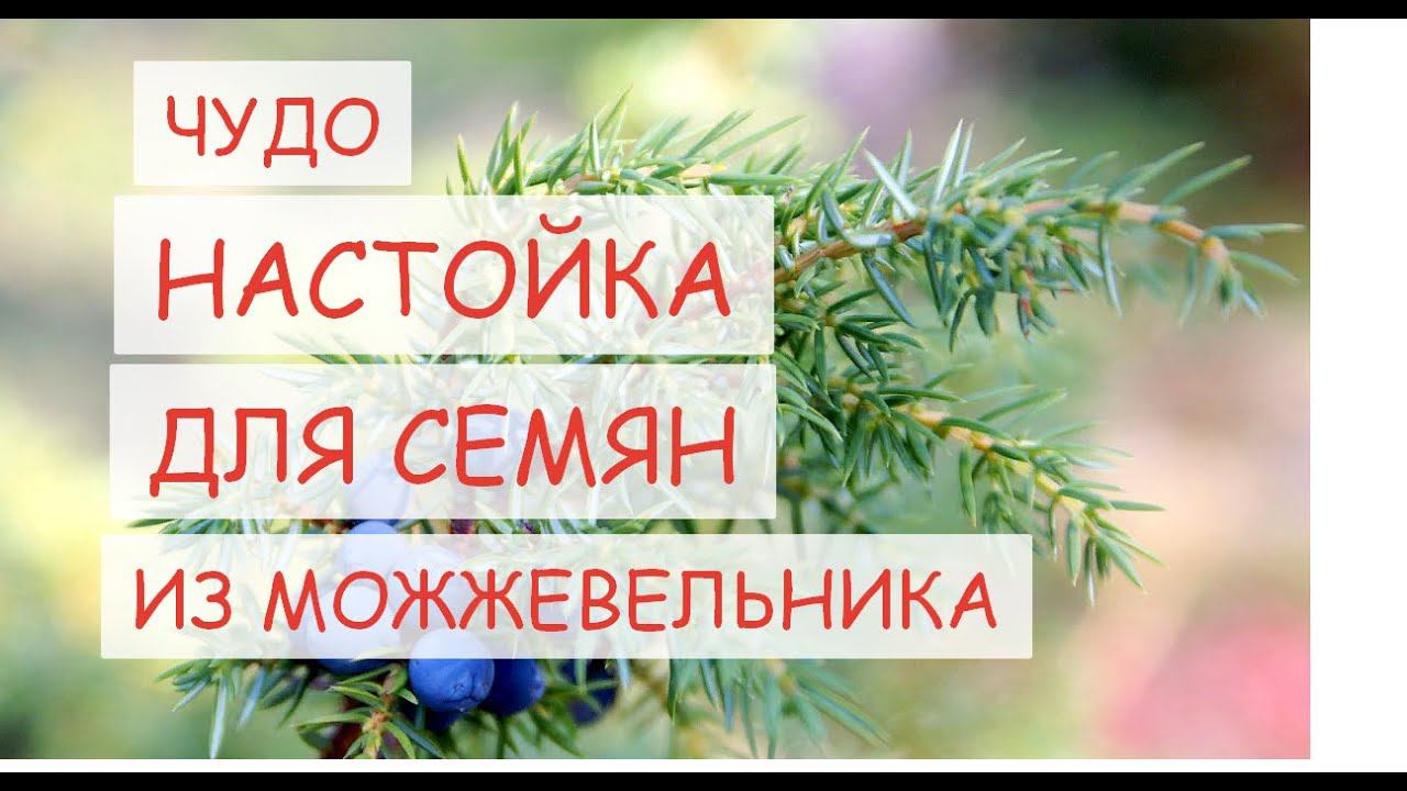 ЗАМАЧИВАНИЕ СЕМЯН ПЕРЕД ПОСАДКОЙ В НАСТОЙКЕ МОЖЖЕВЕЛЬНИКА ПО ОСОБОМУ РЕЦЕПТУ. ВСХОЖЕСТЬ - ЩЕТКОЙ