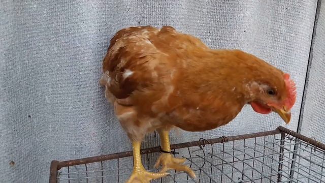 Мясные Мини куры В77,В76 палевые белохвостые Хитрук Елена Украина
