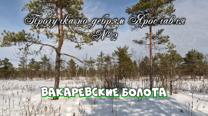 ✅ Зимние Вакаревские болота (прогулка по дебрям Ярославля №2)