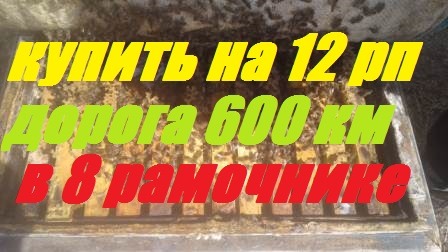 Купить сильные семьи пчел на высадку.Перевозка купленных пчел.Расширяем Пасеку.Пчеловодство с нуля