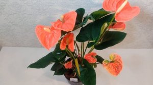 Цветы Вместе - Антуриум Мадурал Оранж Anthurium Madural Orange 17/65