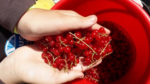 Смородина смотреть онлайн