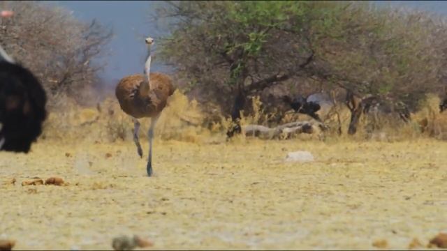 Страусы - тайны жизни больших птиц смотреть онлайн
