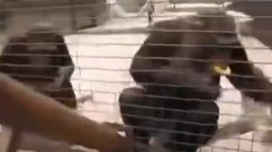 ПРИКОЛ!!! Обезьяна плюнула в лицо мужику! Ржач!