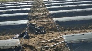 Доработка бугров под клубнику