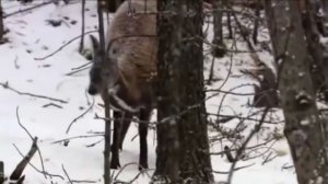 КАБАРГА | редкие и исчезающие виды животных России