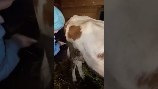 Как почистить грязную корову? #marya_max #деревенскаяжизнь смотреть онлайн