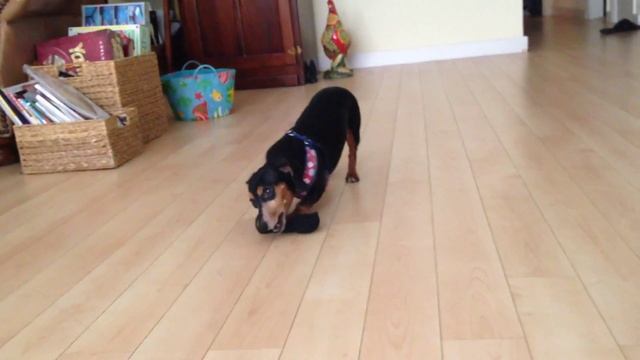 Dachshund  Vs Sock