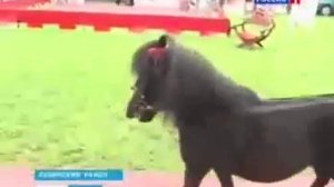 Миниатюрные лошади породы фалабелла
