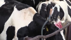 Падёж скота: в Пинском районе прокуратура проверила работу сельсхозпредприятий