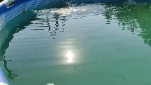 Как очистить бассейн не меняя воду?