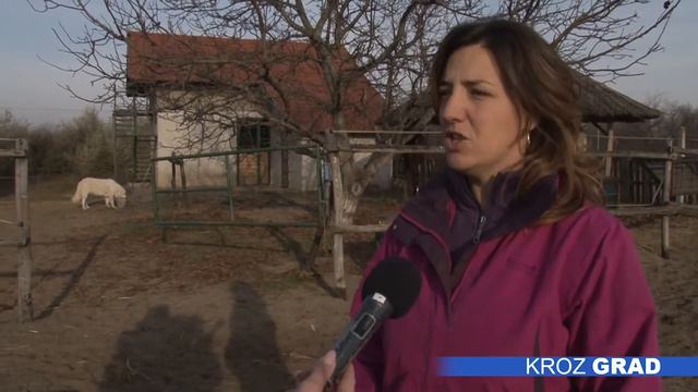 Pas poreklom iz Subotice prvak sveta u svojoj rasi смотреть онлайн