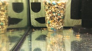 Моллинезия рожает