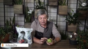 Когда НУЖНО Собирать Урожай Груш ✔️ Когда снимать груши с дерева ✔️ Советы садоводам От Хитсад ТВ